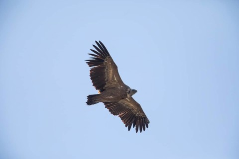 Griffon vulture (Gyps fulvus), Monfragüe National Park, Extremadura, Castilla La Mancha, Spain,