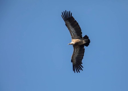 Griffon vulture (Gyps fulvus), Monfragüe National Park, Extremadura, Castilla La Mancha, Spain,