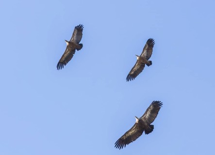 Griffon vulture (Gyps fulvus), Monfragüe National Park, Extremadura, Castilla La Mancha, Spain,