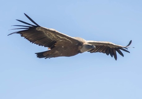 Griffon vulture (Gyps fulvus), Monfragüe National Park, Extremadura, Castilla La Mancha, Spain,