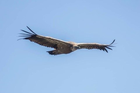 Griffon vulture (Gyps fulvus), Monfragüe National Park, Extremadura, Castilla La Mancha, Spain,