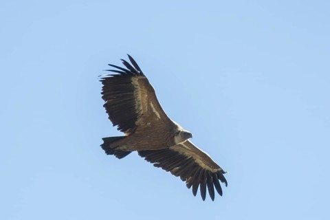 Griffon vulture (Gyps fulvus), Monfragüe National Park, Extremadura, Castilla La Mancha, Spain,