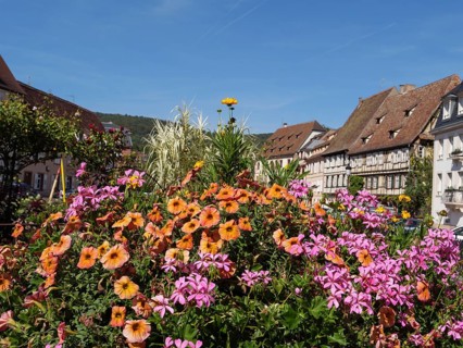 A colourful flowerbed in the middle of a town under a blue sky, Wissembourg, Alsace, France, Europe