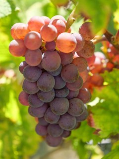 Purple grapes growing on a vine surrounded by green leaves, Wissembourg, Alsace, France, Europe