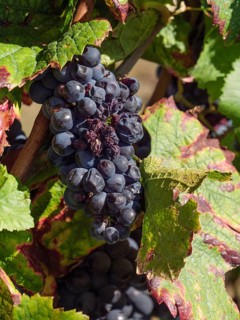 Close-up of dark grapes on a vine with green and red leaves, Wissembourg, Alsace, France, Europe