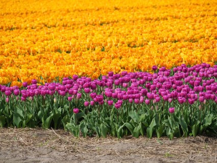Field of flowers with yellow and purple tulips in orderly, colourful rows, amsterdam, holland,