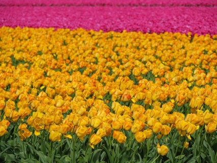 Yellow tulips dominate the picture with a row of pink tulips in the background, amsterdam, holland,