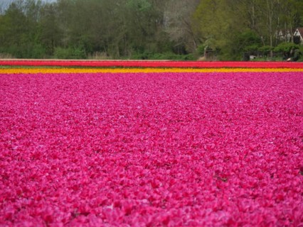 A wide field with bright pink tulips, in the background a row of trees, amsterdam, holland,