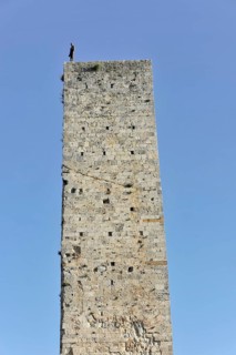 Towers of gender, Landscape, in autumn, Fields with olive trees, Vineyards, Tuscany, Italy, Europe,