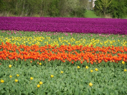 A multicoloured tulip field with purple, orange and yellow sections surrounded by green trees,