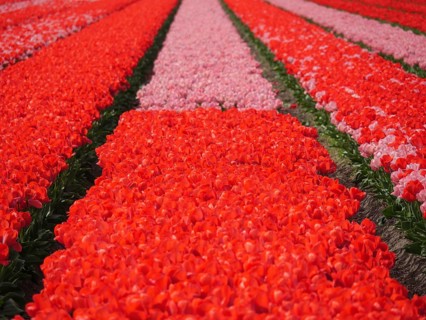 Wide field in rows of red and pink-white tulips evoking spring, amsterdam, holland, netherlands