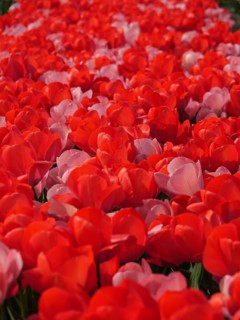 A long ribbon of red and pink tulip flowers that create a spring-like atmosphere, amsterdam,