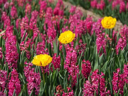 Three yellow tulips stand out in a field full of pink hyacinths in spring, amsterdam, holland, the