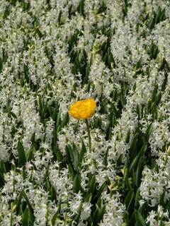 A yellow tulip stands alone amidst a sea of white hyacinth flowers, amsterdam, holland, the