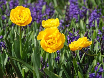 A group of yellow tulip blossoms among purple flowers, shining in a spring-like ambience,