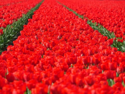 Endless rows of red tulips covering the landscape, amsterdam, holland, netherlands