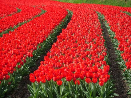 Endless flower field with red tulips in orderly rows, amsterdam, holland, netherlands