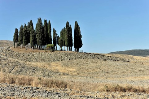 Group of cypresses in Tuscany, Italy, Europe, Tall cypresses on a dry hill with a wide view of the