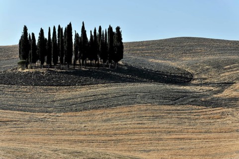 Group of cypresses in Tuscany, Italy, Europe, Tall cypresses on a hill surrounded by dry fields in