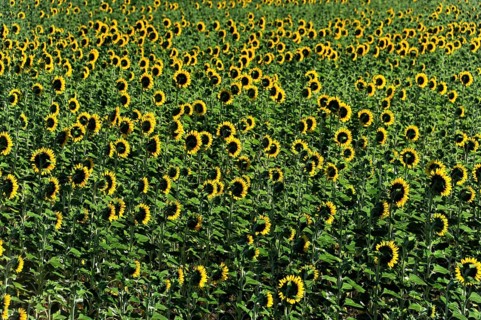 Sunflower field, Sunflowers (Helianthus annuus), Landscape south of Montepulciano, Tuscany, Italy,