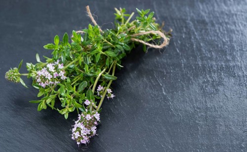 Small bunch of fresh Winter Savory (close-up shot)