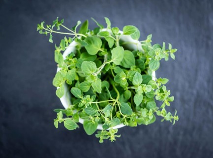 Oregano on a slate slab (selective focus, detailed close-up shot)
