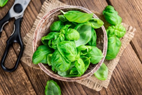Fresh Basil (close-up shot, selective focus) on an old rustic wooden table