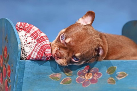 Mocca Orange Tan French Bulldog dog puppy in bed in front of blue background
