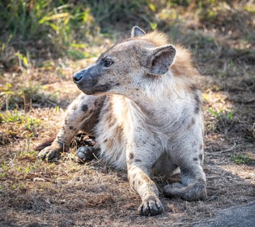Spotted Hyena (Crocuta Crocuta) in Kruger National Park, South Africa, Africa