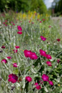 Garden with flowering carnation (Lychnis coronaria), insect-friendly, carnation, hardy, bees, wild