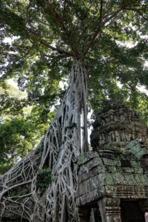 The famous Ta Prohm temple in Angkor Wat, Cambodia, Asia