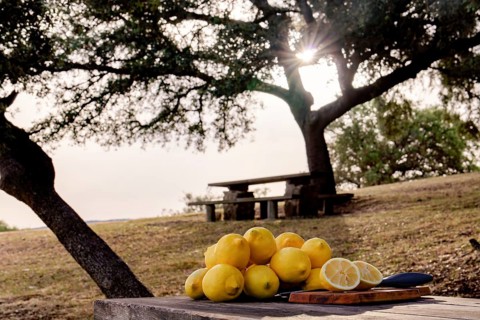 Lemon cut with a knife on a wooden board on a table in a park in the background a pile of lemons