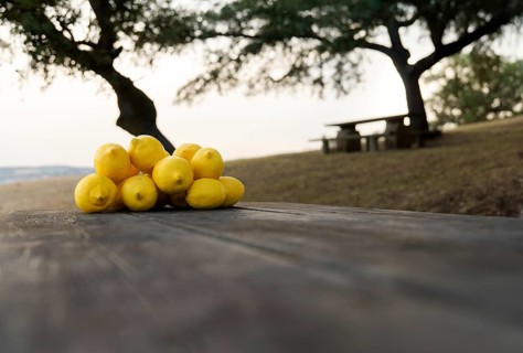 Fresh lemons on a wooden table in the countryside with trees in the background and a grey sky