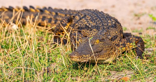 Nile crocodile (Crocodylus niloticus) spotted in the Chobe National Park, Botswana, Africa