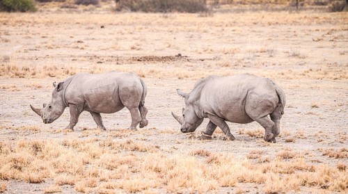 White Rhinoceros spotted in the Khama Rhino Sanctuary, Botswana, during winter, Africa
