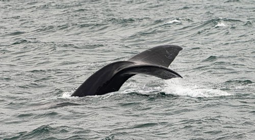 Whale watching in Hermanus, South Africa at a windy day