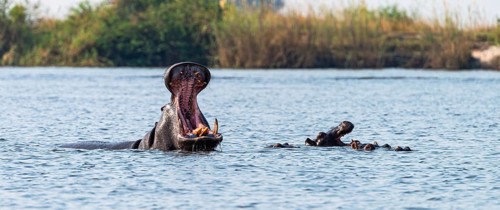 Hippo yawning. Spotted in the Chobe National Park, Botswana, Africa