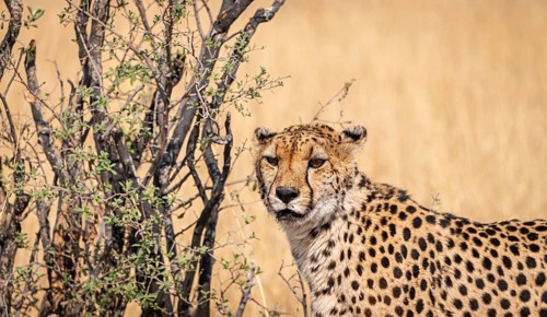 Cheetah in the Kruger National Park, South Africa during winter season