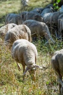 Flock of Sheeps (selective focus) on a meadow at a hot summer day
