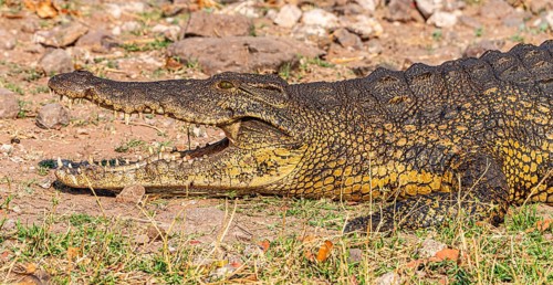 Nile crocodile (Crocodylus niloticus) spotted in the Chobe National Park, Botswana, Africa