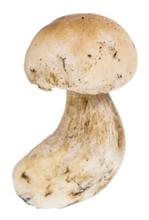 Porcinis (raw) isolated on white background (close-up shot, selective focus)