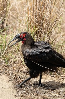 Southern Ground Hornbill (Bucorvus Leadbeateri) in Kruger National Park, South Africa, Africa