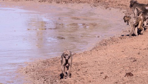 Baboons at a waterhole in Kruger National Park (close-up shot), South Africa, Africa