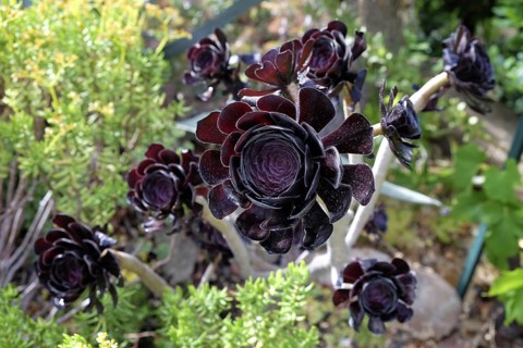 Aeonium arboreum