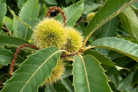 Sweet chestnut Castanea sativa