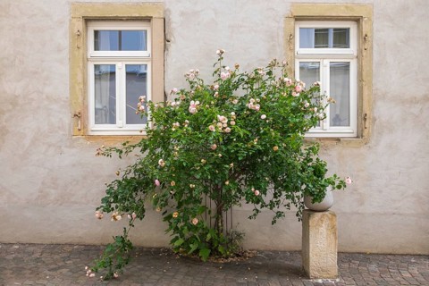 Rosebush in front of the facade of an old house, Deidesheim, Palatinate, Rhineland-Palatinate,