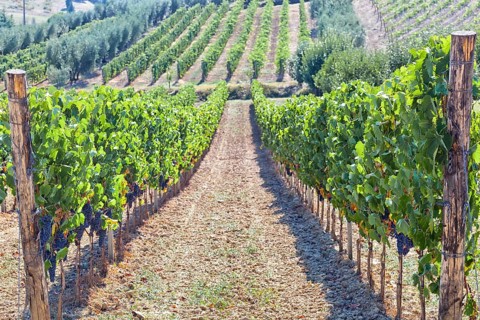 Tuscan vineyard with red grapes ready for harvest, Italy, Europe