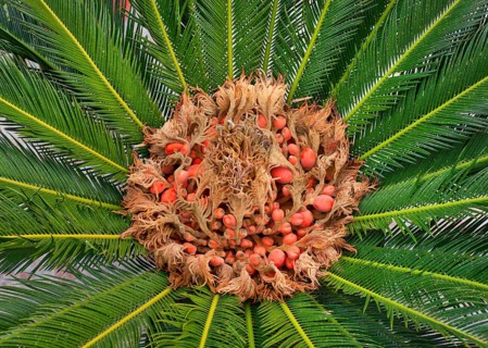 Close up of cycas reproductive parts, female cone and seeds