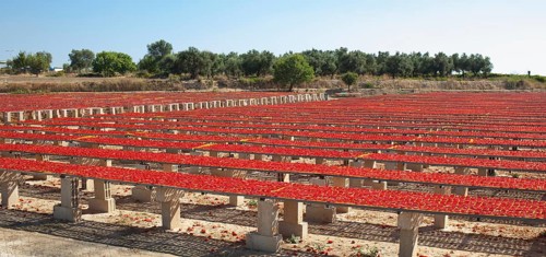 Production of San Marzano tomatoes dried in a natural way under the sun