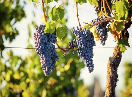 Tuscan vineyard with red grapes ready for harvest
